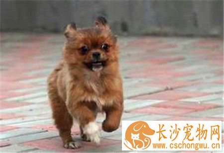 蝴蝶犬易得的病 五种蝴蝶犬最容易的的病症