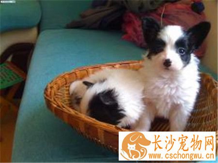 蝴蝶犬易得的病 五种蝴蝶犬最容易的的病症