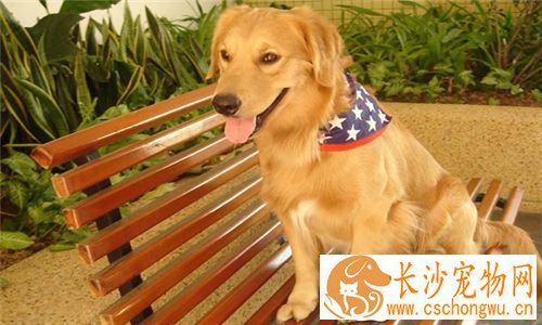 金毛寻回犬体重 个子大而比较温顺的狗狗