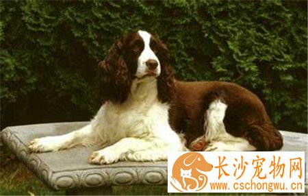 史宾格犬最易犯什么病 六种史宾格容易犯的病