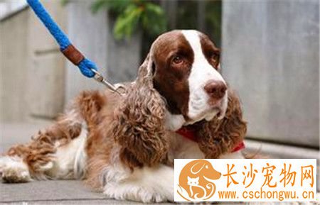 史宾格犬最易犯什么病 六种史宾格容易犯的病