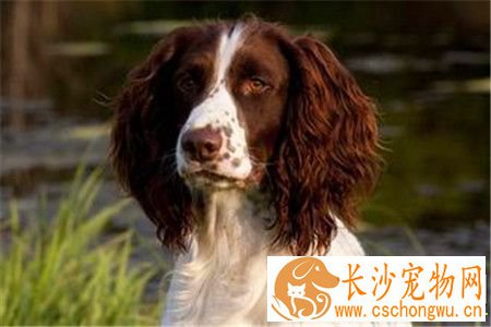 史宾格犬最易犯什么病 六种史宾格容易犯的病