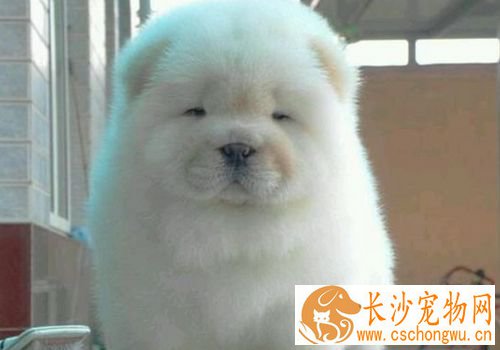 松狮犬皮肤病什么症状 嘴唇周围皮肤发红脱毛