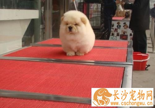 松狮犬皮肤病什么症状 嘴唇周围皮肤发红脱毛