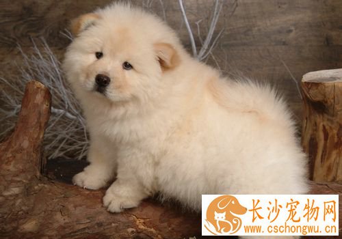 松狮犬皮肤病什么症状 嘴唇周围皮肤发红脱毛