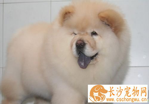 松狮犬皮肤病如何冶病 千万不能随意给狗狗用药