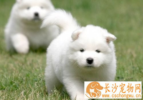 萨摩耶犬咳嗽 主要是由于气温差变化较大引起