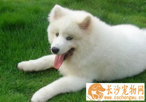 萨摩耶犬咳嗽 主要是由于气温差变化较大引起