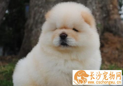 松狮犬皮肤病如何冶病 千万不能随意给狗狗用药