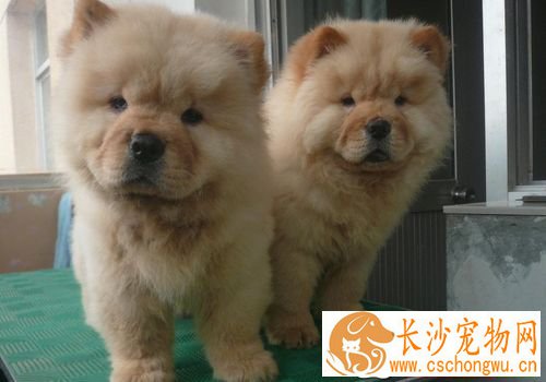 松狮犬皮肤病如何冶病 千万不能随意给狗狗用药