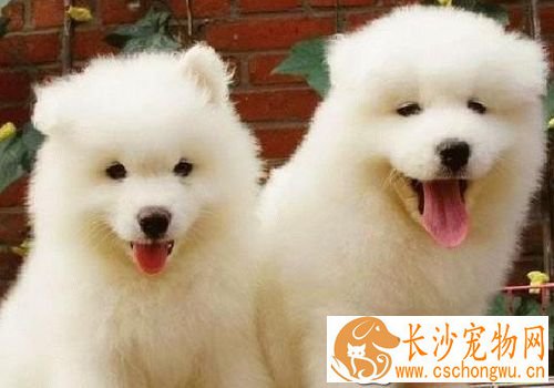萨摩耶犬犬瘟热 最初体温升高达40度左右
