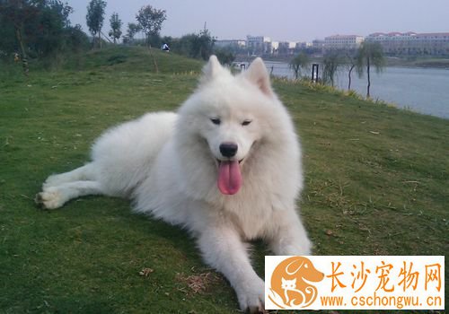 萨摩耶犬犬瘟热 最初体温升高达40度左右