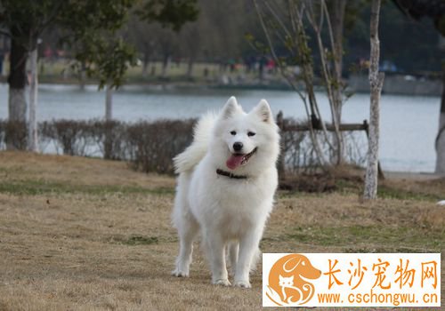 萨摩耶犬犬瘟热 最初体温升高达40度左右