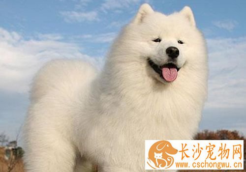 萨摩耶犬咳嗽 主要是由于气温差变化较大引起