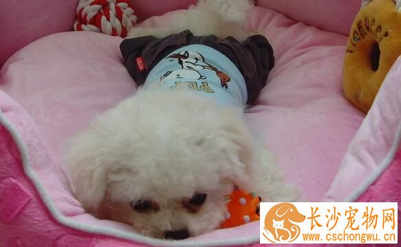 萨摩耶犬瘟热的症状 早期主要表现为感冒症状