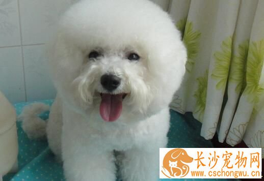 萨摩耶犬瘟热的症状 早期主要表现为感冒症状