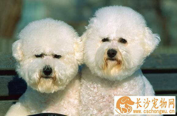 萨摩耶犬为何呕吐 吃得太多会出现呕吐的症状