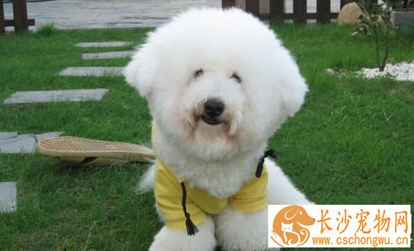 萨摩耶犬为何呕吐 吃得太多会出现呕吐的症状