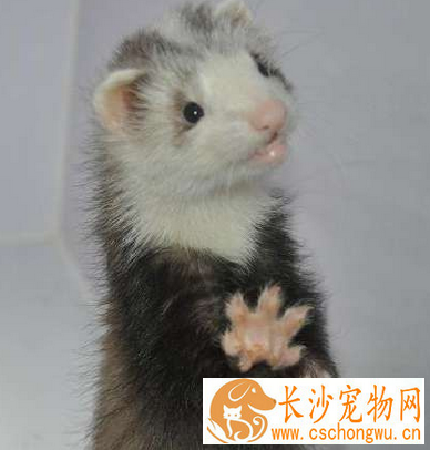 宠物貂拉稀 喂食坚果类零食会导致宠物貂拉稀