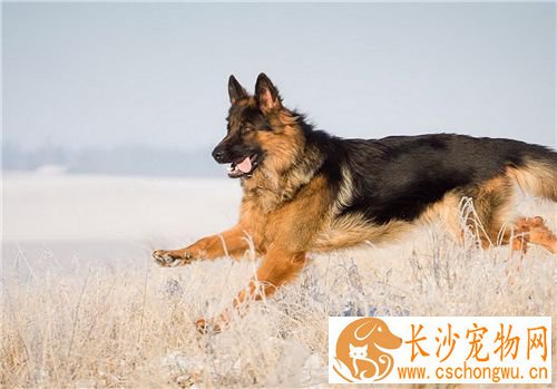 德国牧羊犬拉血 最好的解决方法就是先禁食一天