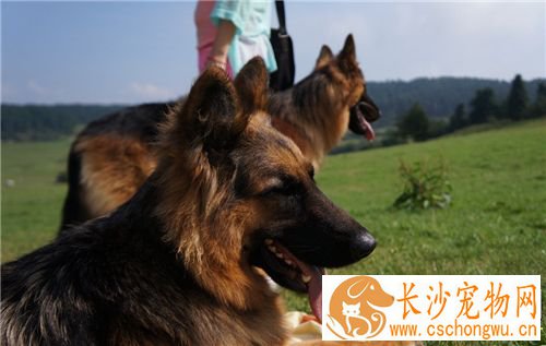 德国牧羊犬拉血 最好的解决方法就是先禁食一天
