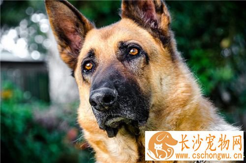 德国牧羊犬疾病 狂犬病是最常见的德牧疾病