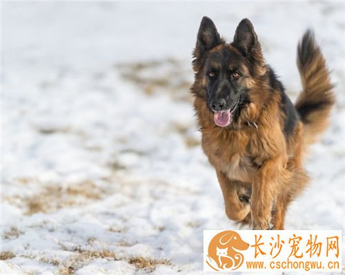 德国牧羊犬疾病 狂犬病是最常见的德牧疾病