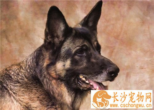 德国牧羊犬疾病 狂犬病是最常见的德牧疾病