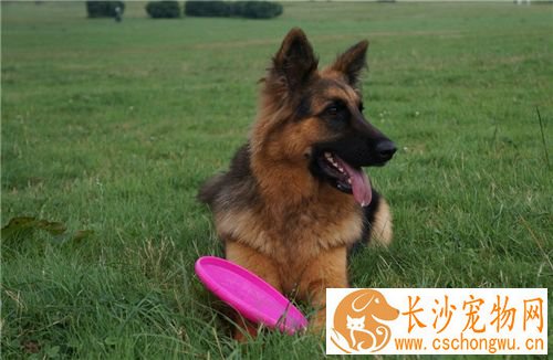 德国牧羊犬拉血 最好的解决方法就是先禁食一天
