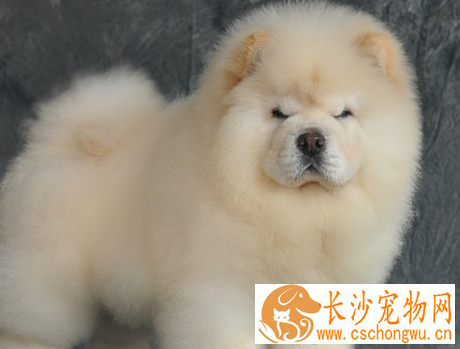 松狮犬瘟热怎么治疗 马上送松狮犬去宠物医院治疗