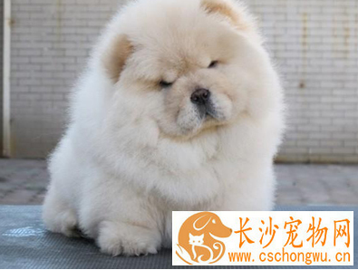 松狮犬瘟热怎么治疗 马上送松狮犬去宠物医院治疗