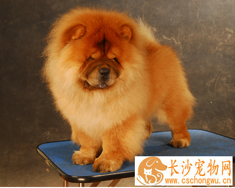松狮犬瘟热怎么治疗 马上送松狮犬去宠物医院治疗