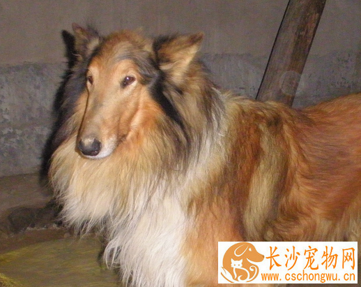 苏格兰牧羊犬抽搐 喘气的时候肺部会伴有杂音