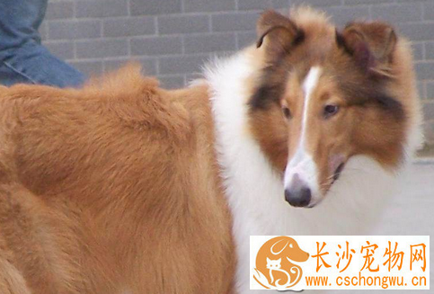 苏格兰牧羊犬抽搐 喘气的时候肺部会伴有杂音