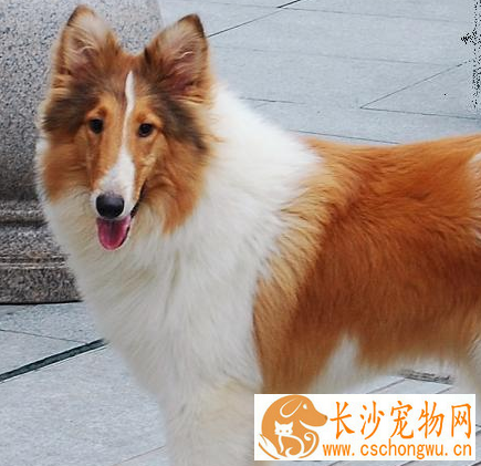 苏格兰牧羊犬抽搐 喘气的时候肺部会伴有杂音