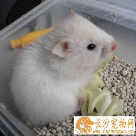 西施熊皮肤病 发现西施熊掉毛就有可能是皮肤病