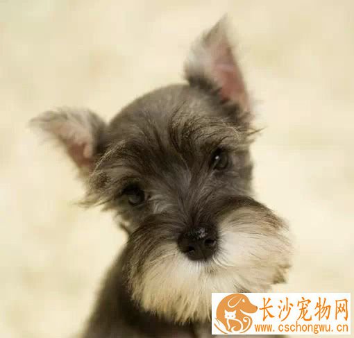 迷你雪纳瑞呕吐的原因 在吃的不合适的时候就会呕吐