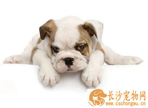 法国斗牛犬可以顺产吗 难产如何快速解决