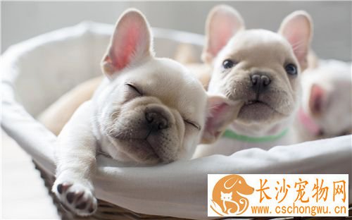 法国斗牛犬可以顺产吗 难产如何快速解决