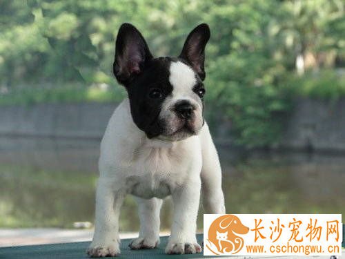 法国斗牛犬可以顺产吗 难产如何快速解决