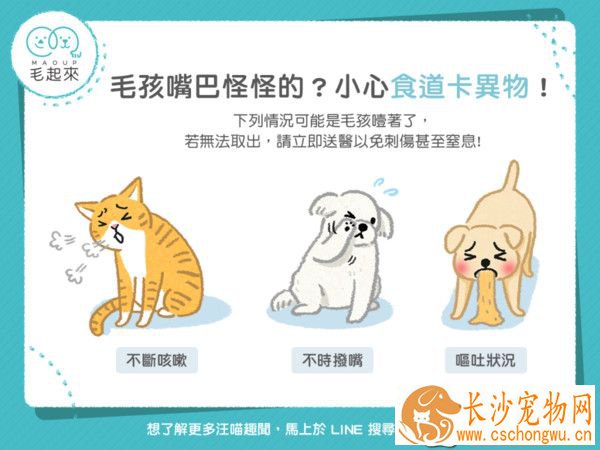 毛孩嘴巴怪怪的？可能食道卡异物要当心！