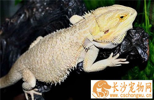 鬃狮蜥便秘 可以轻轻用热毛巾刺激肛门