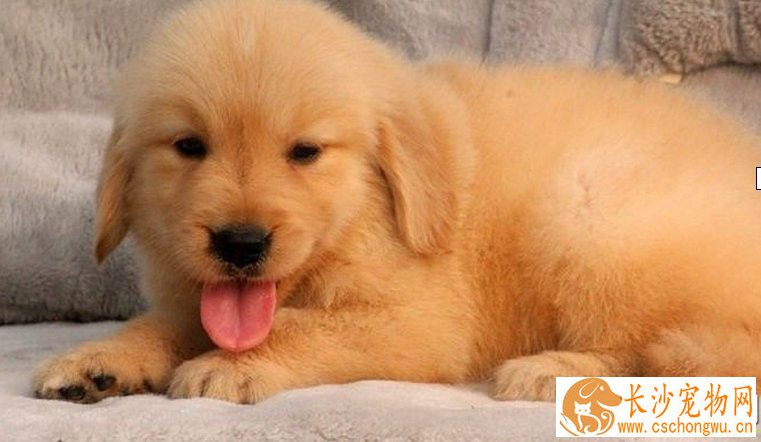 金毛寻回犬病症 寄生虫性皮肤病是常见的病症