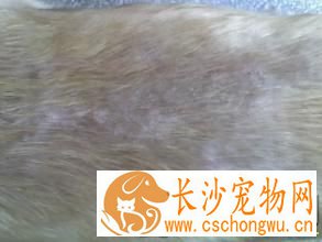 金毛寻回犬病症 寄生虫性皮肤病是常见的病症