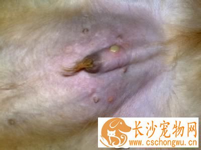 金毛寻回犬病症 寄生虫性皮肤病是常见的病症