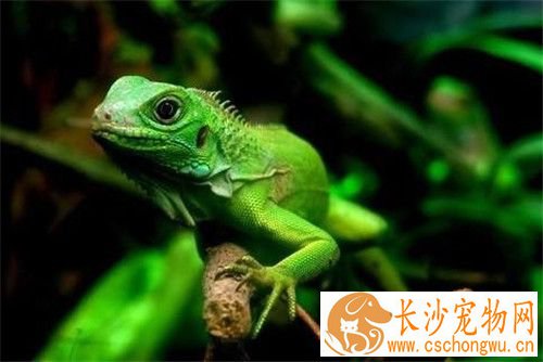 绿鬣蜥常见病 绿鬣蜥生病特征是什么