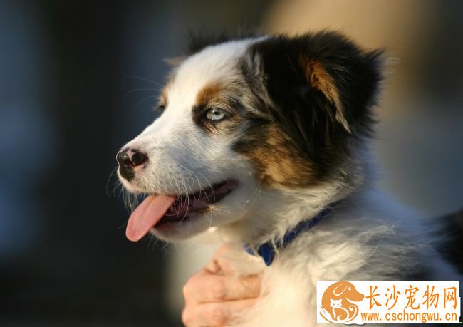 蝴蝶犬出血 蝴蝶犬出血如何处理以及解决方法