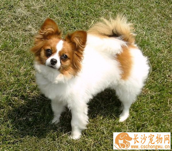 蝴蝶犬出血 蝴蝶犬出血如何处理以及解决方法