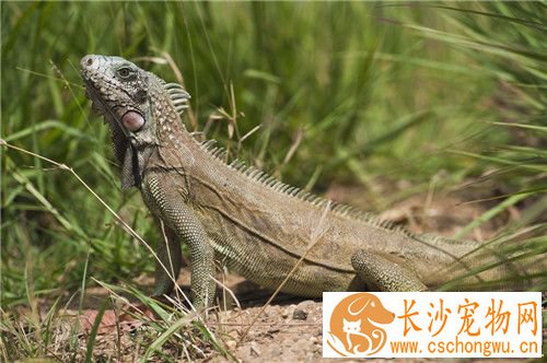 绿鬣蜥皮肤病 绿鬣蜥皮肤病用红霉素涂抹即可