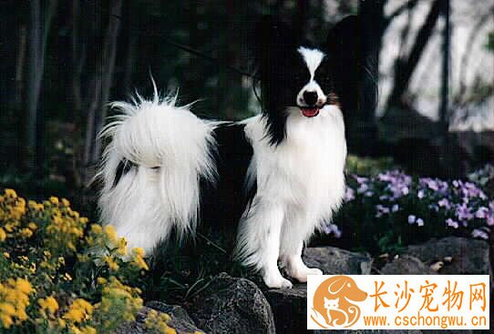 蝴蝶犬出血 蝴蝶犬出血如何处理以及解决方法